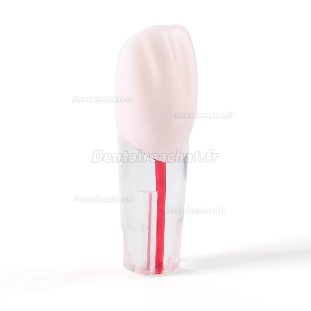 Modèle de dentier typodontique (28 pièces/ensemble), pour la pratique du traitement de canal.